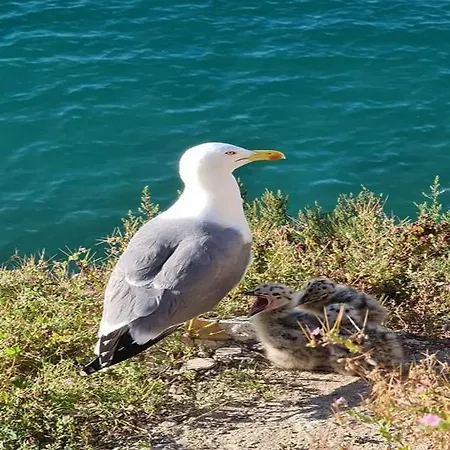 Coblanca 8-12º 貝尼多姆